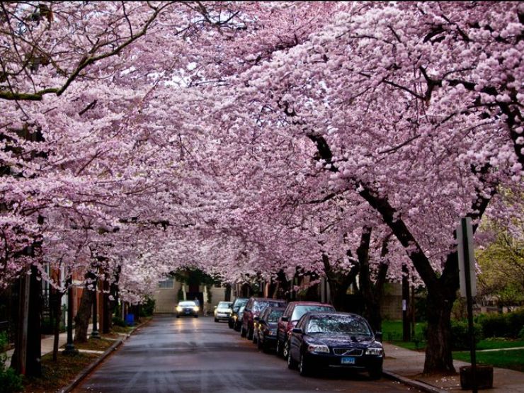 Festivals In Focus: The Cherry Blossom Celebration